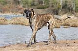 DOGUE ALLEMAND 211